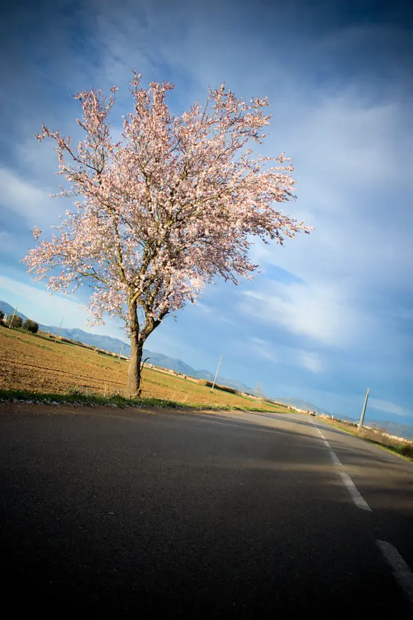 Ne Plus Almond Tree