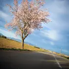 Ne Plus Almond Tree