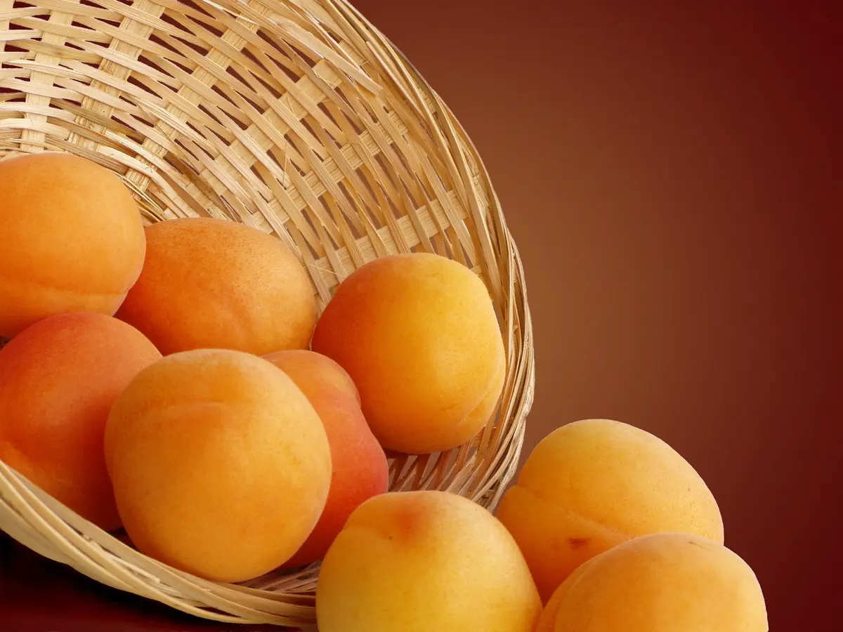 Royal Apricot Tree Royal Apricot Tree