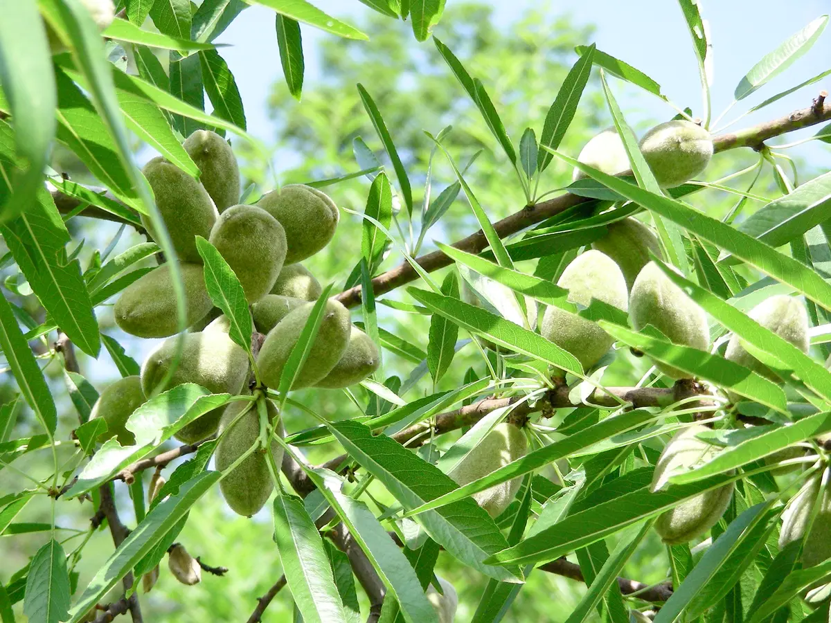 Hall's Hardy Almond Tree