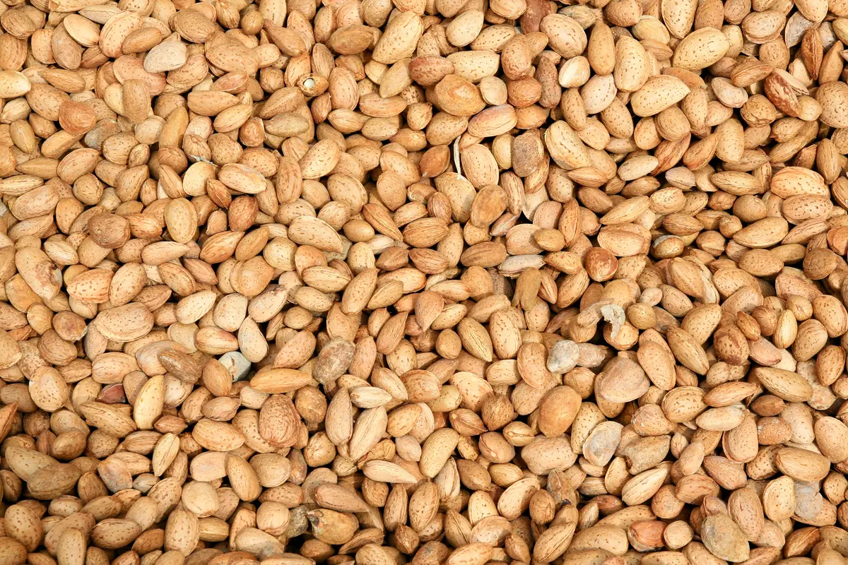 Hall's Hardy Almond Tree