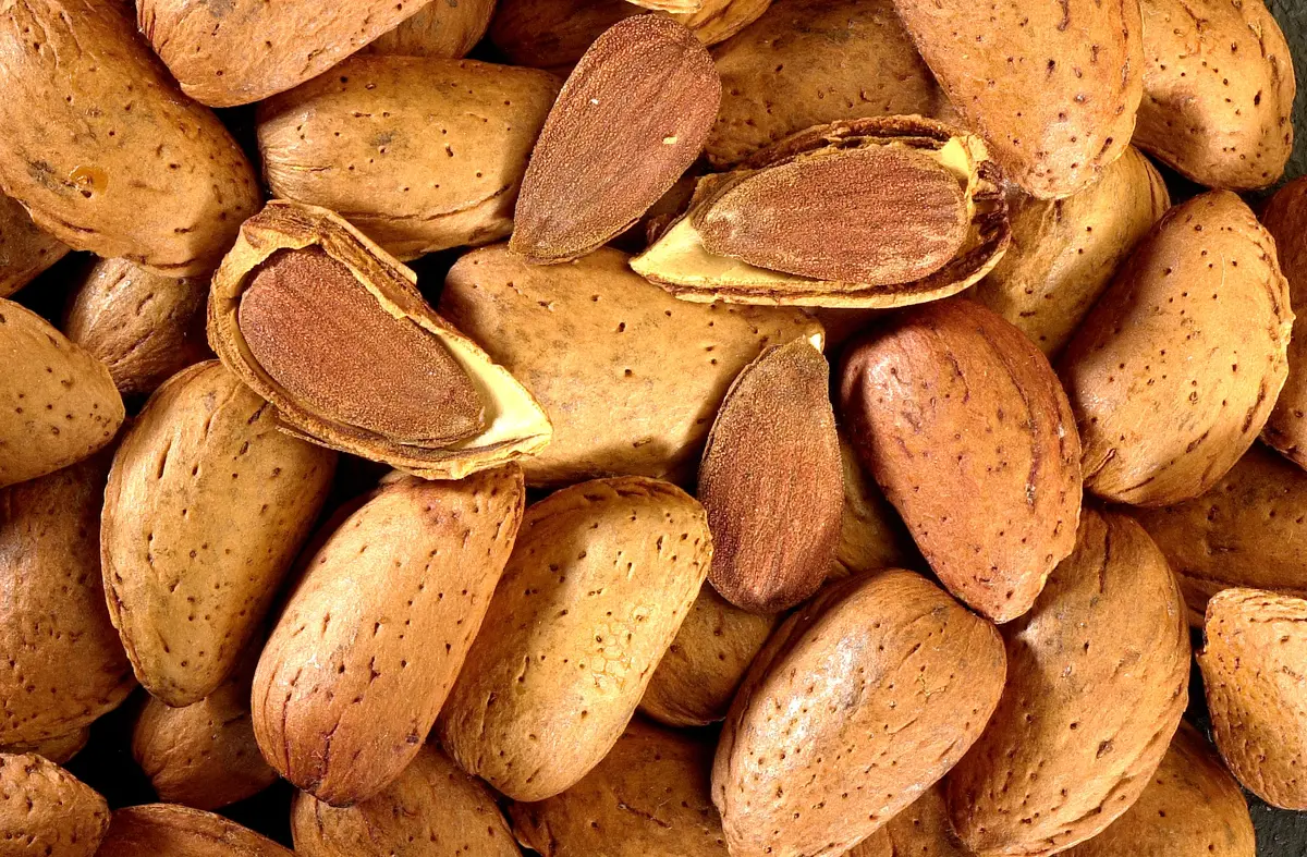 All-In-One Almond Tree
