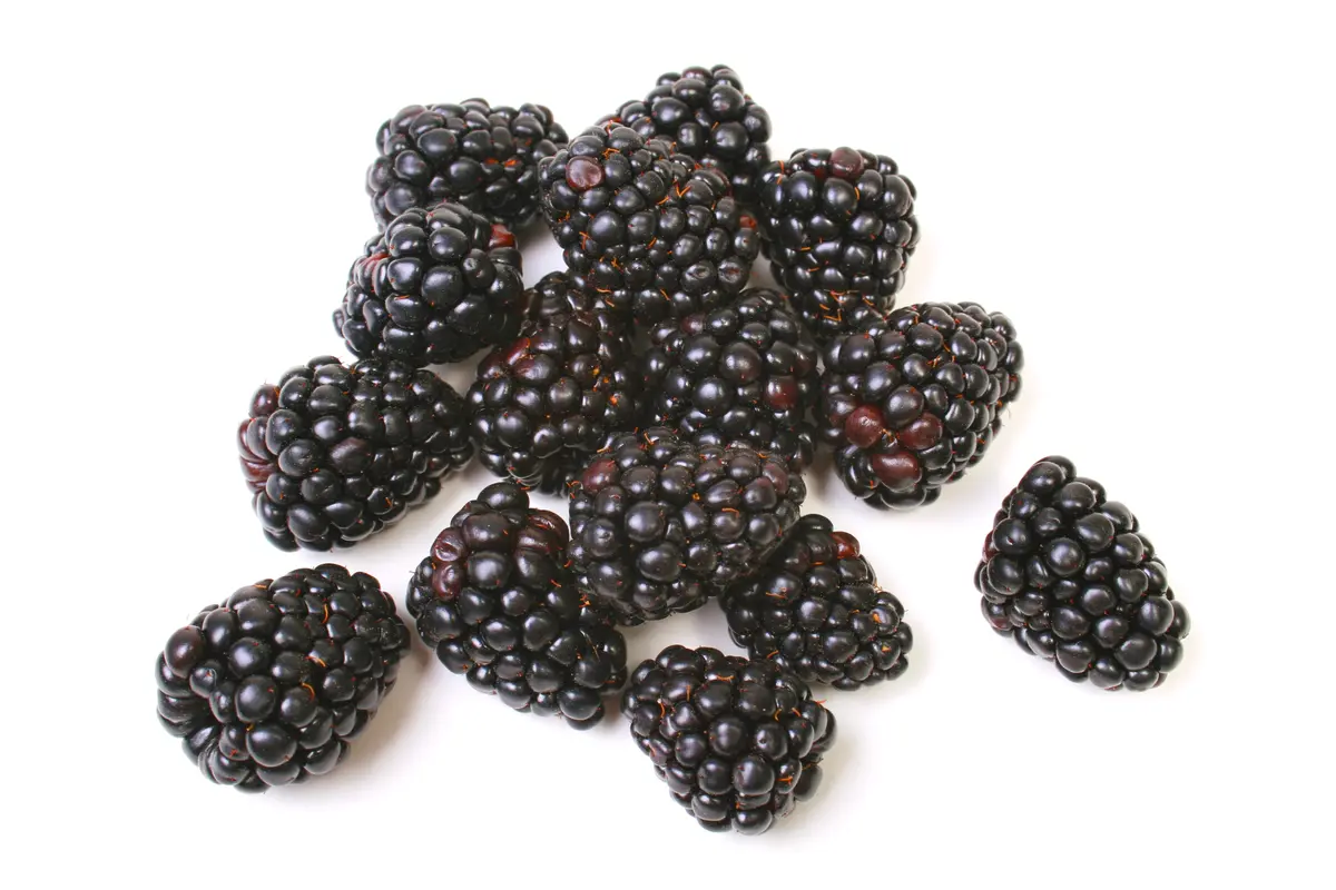 Navajo Thornless Blackberry Plant