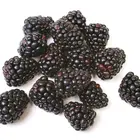 Navajo Thornless Blackberry Plant
