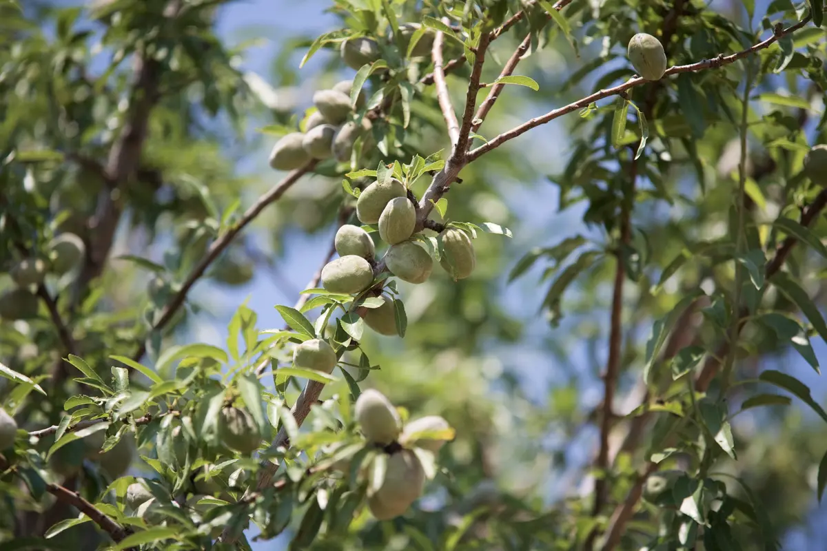 All-In-One Almond Tree