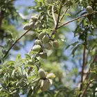 All-In-One Almond Tree