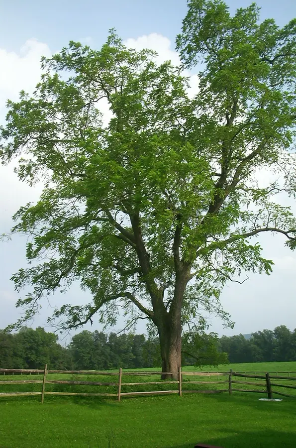 Black Walnut Tree