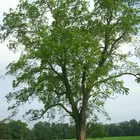 Black Walnut Tree