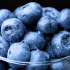 Tifblue Blueberry Plant