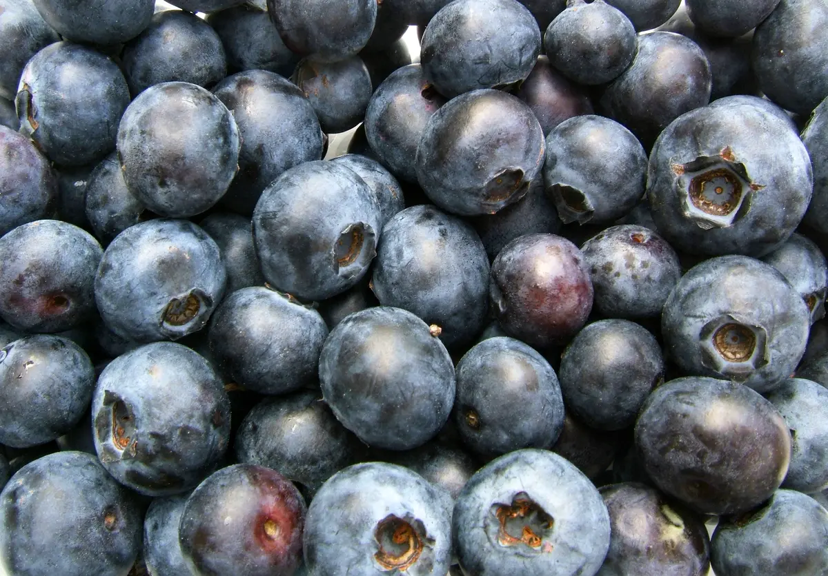 Powderblue Blueberry Plant