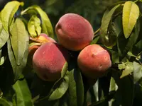 Redskin Peach Tree