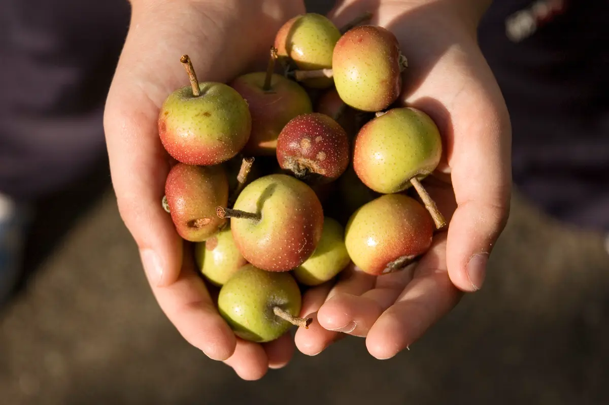 Transcendent Crabapple Tree