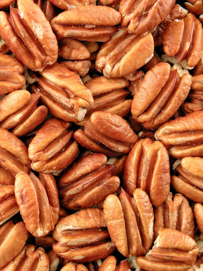 Cape Fear Pecan Tree