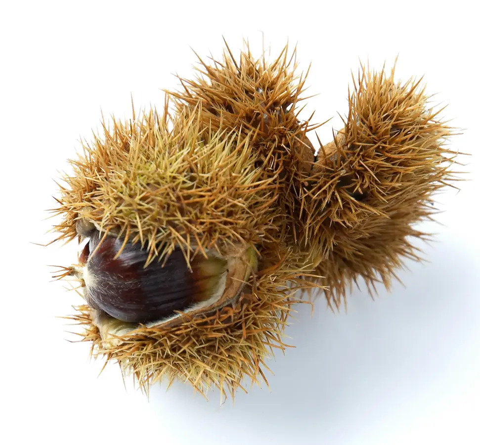 Colossal Chestnut Tree