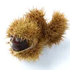 Nevada Chestnut Tree