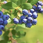 Jewel Southern Highbush Blueberry