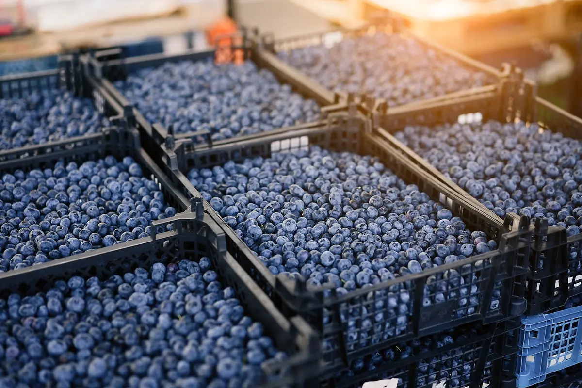 Jewel Southern Highbush Blueberry