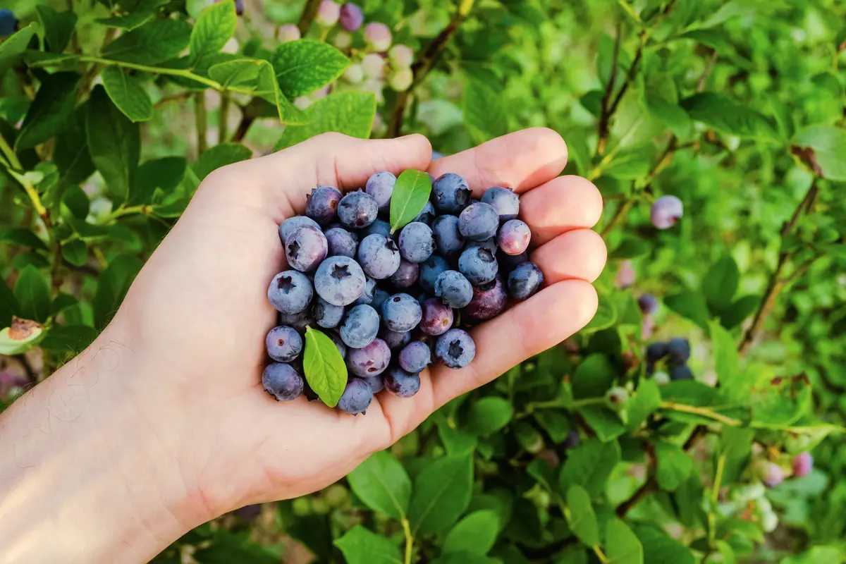 Sharpblue Southern Highbush Blueberry