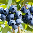 Rebel Southern Highbush Blueberry