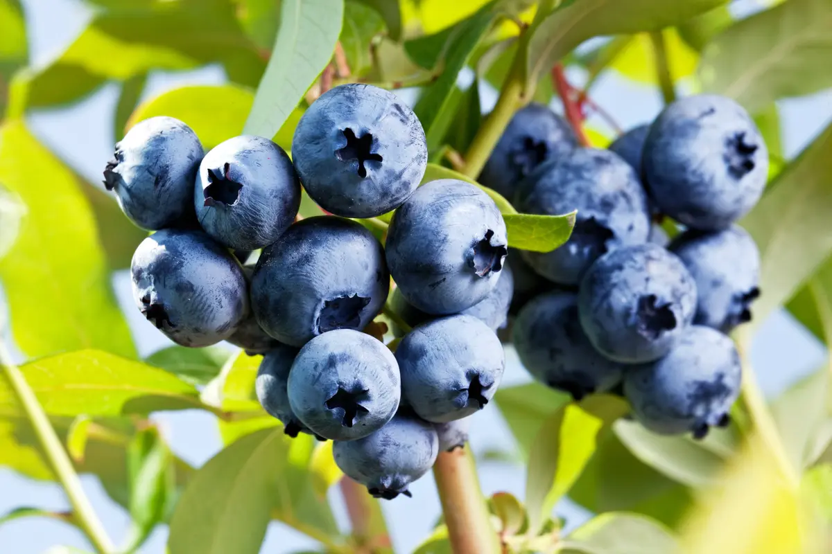 Emerald Southern Highbush Blueberry