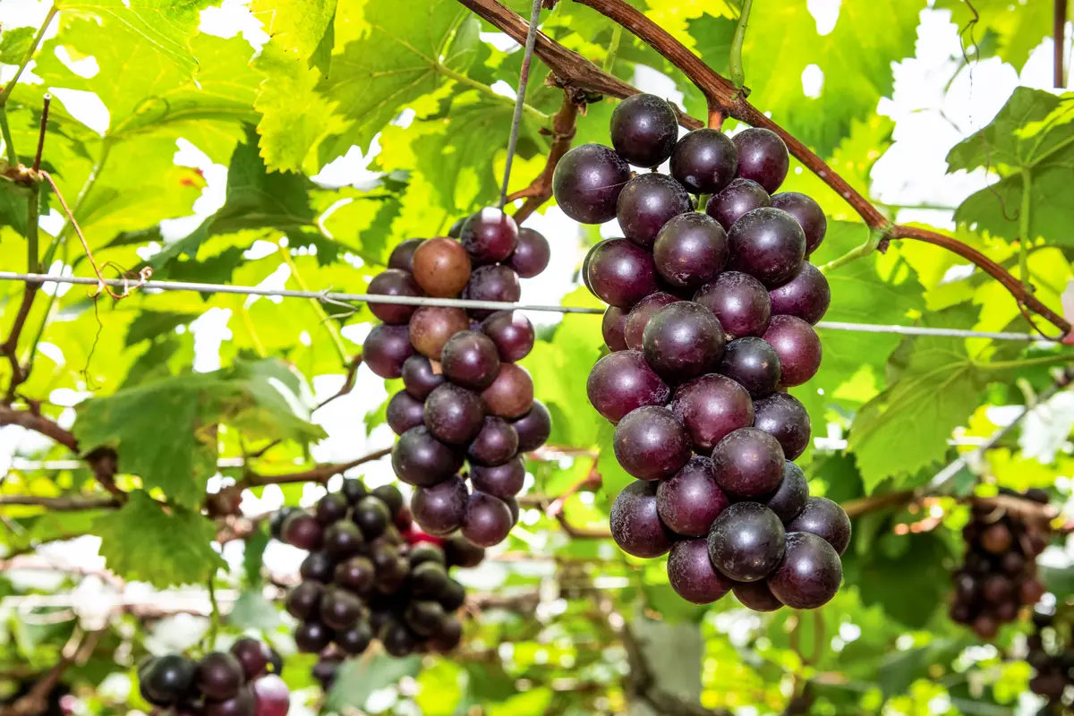 Black Cowart Muscadine