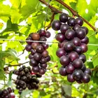 Black Cowart Muscadine