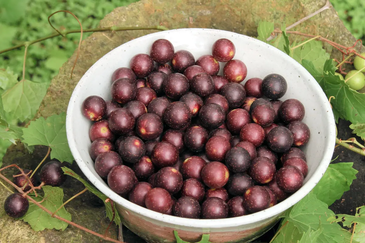 Black Hunt Muscadine