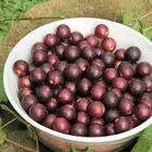 Black Hunt Muscadine Black Hunt Muscadine
