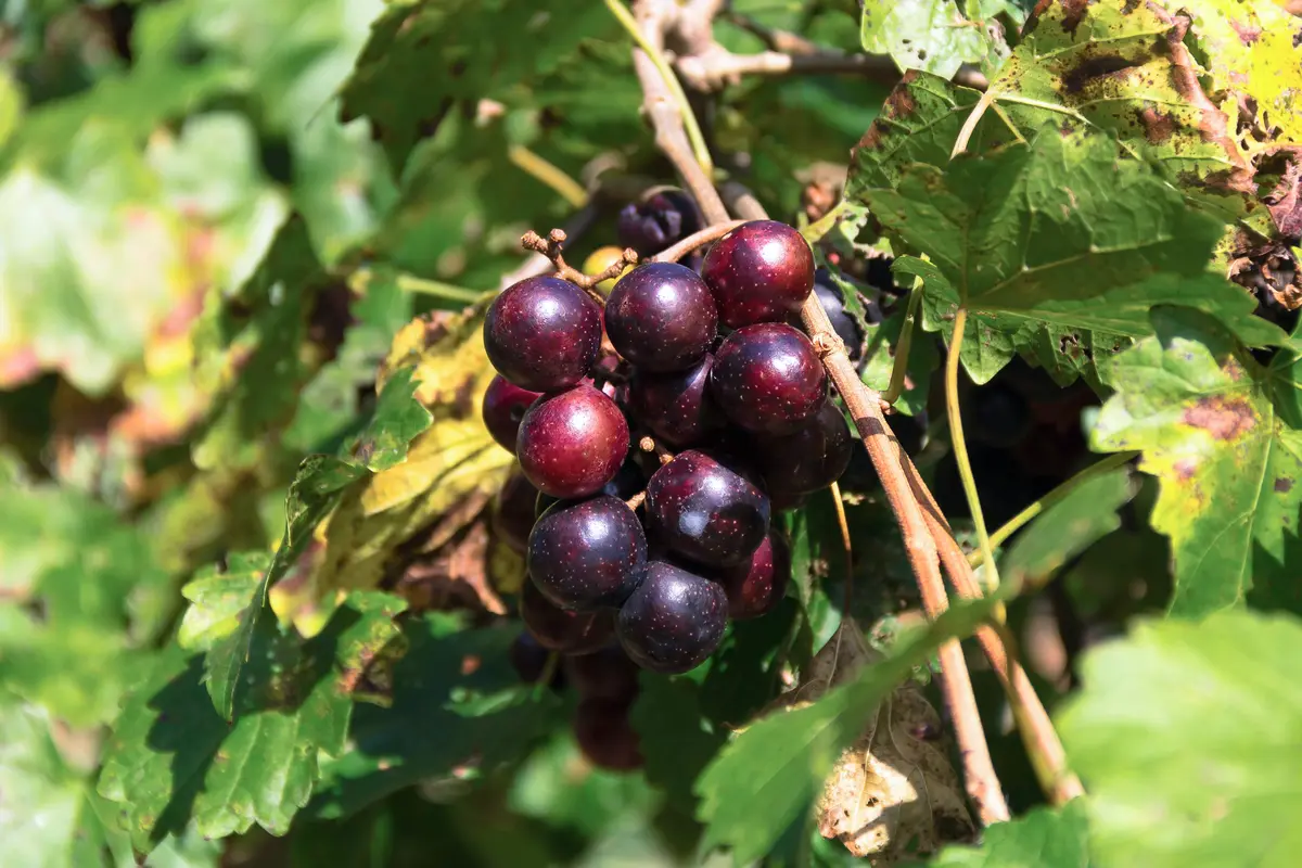 Black Noble Muscadine