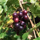 Black Noble Muscadine