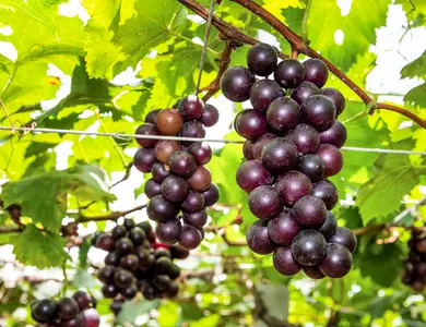Black Jumbo Muscadine