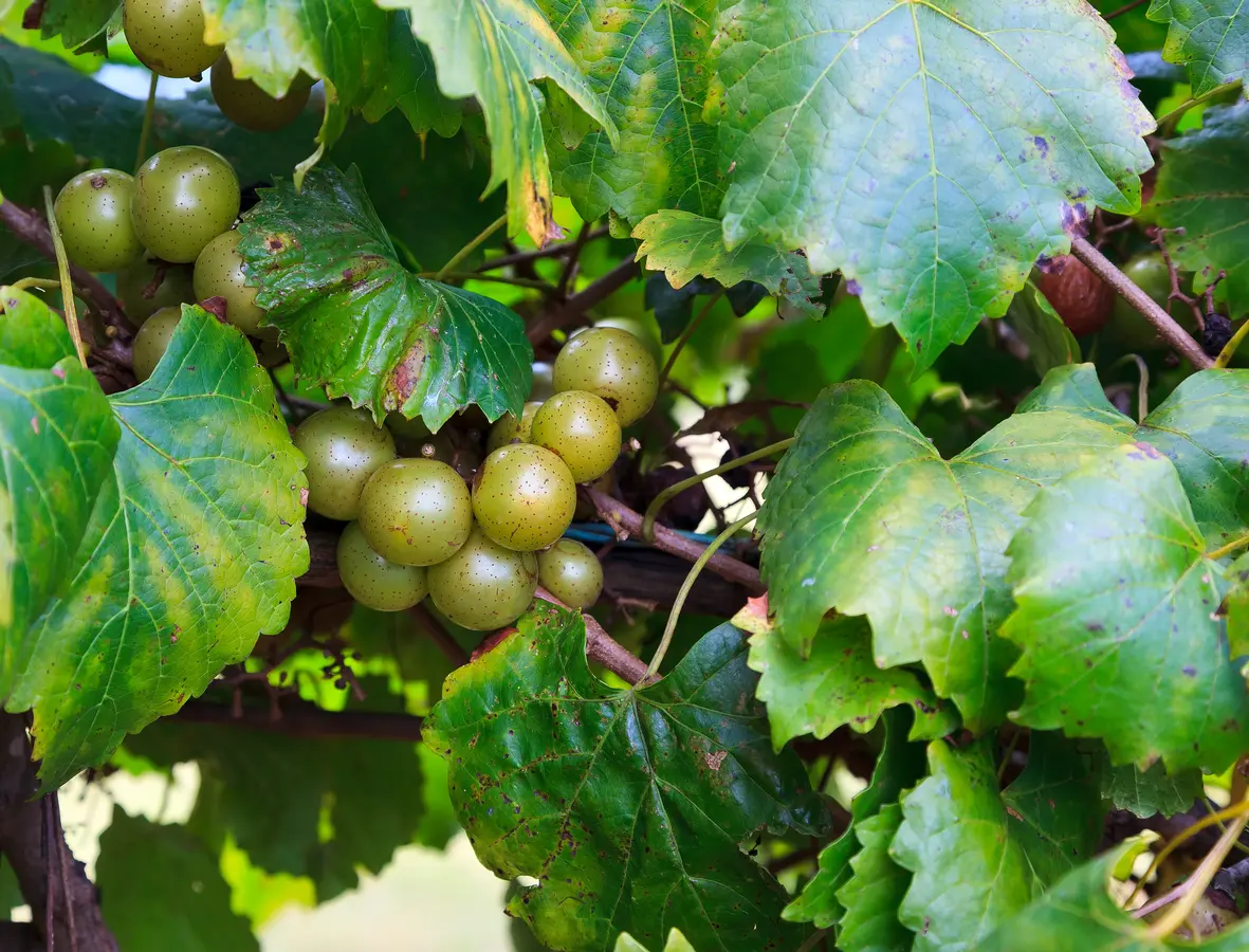 Bronze Fry Scuppernong Bronze Fry Scuppernong