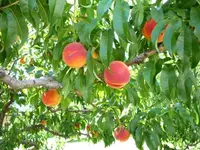 Tropi-Berta Peach Tree