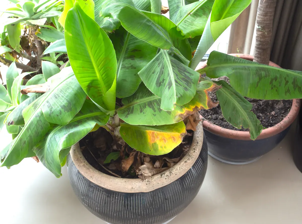 Truly Tiny Banana Plant Truly Tiny Banana Plant
