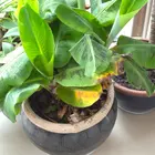Truly Tiny Banana Plant