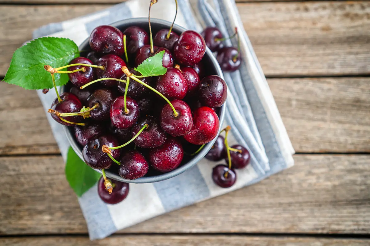 Stella Cherry Tree Stella Cherry Tree