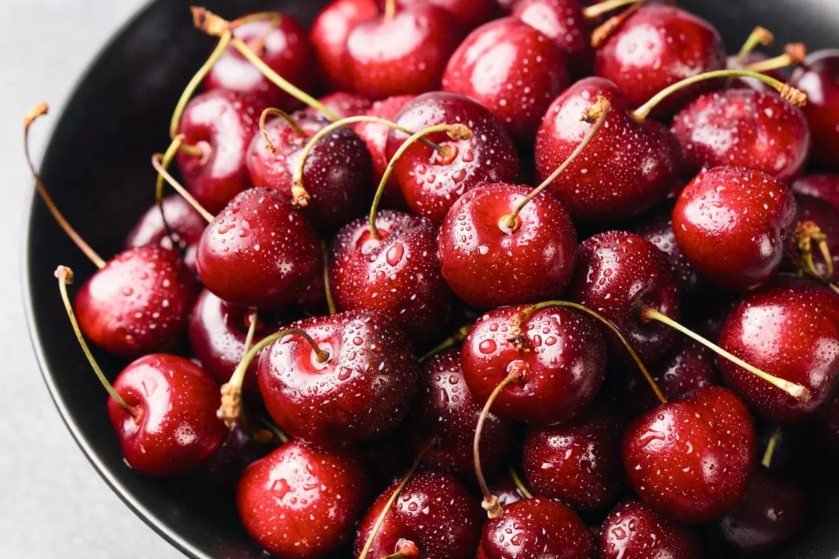 Stella Cherry Tree Stella Cherry Tree