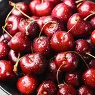 Stella Cherry Tree