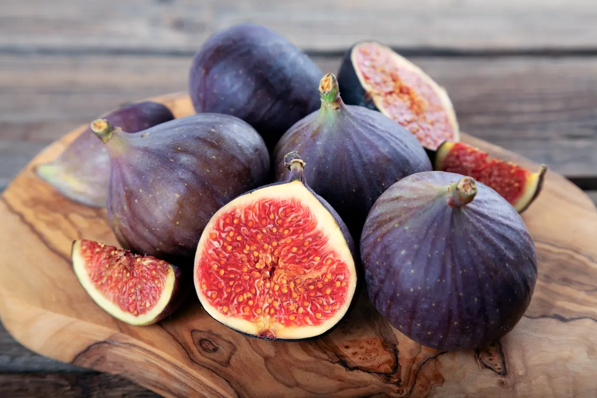 Chicago Hardy Fig Tree