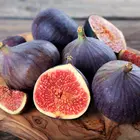 Chicago Hardy Fig Tree