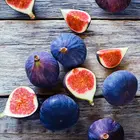 Chicago Hardy Fig Tree