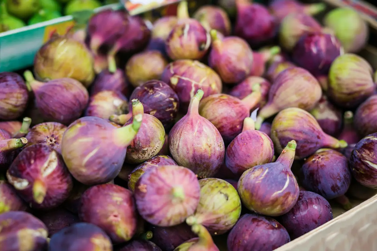 Olympian Fig Tree