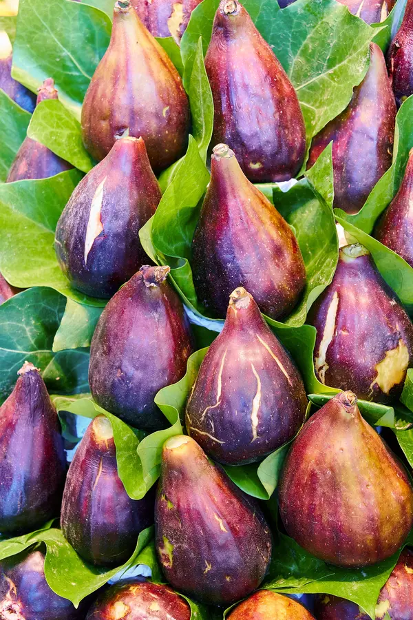 Olympian Fig Tree