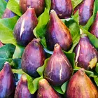 Olympian Fig Tree