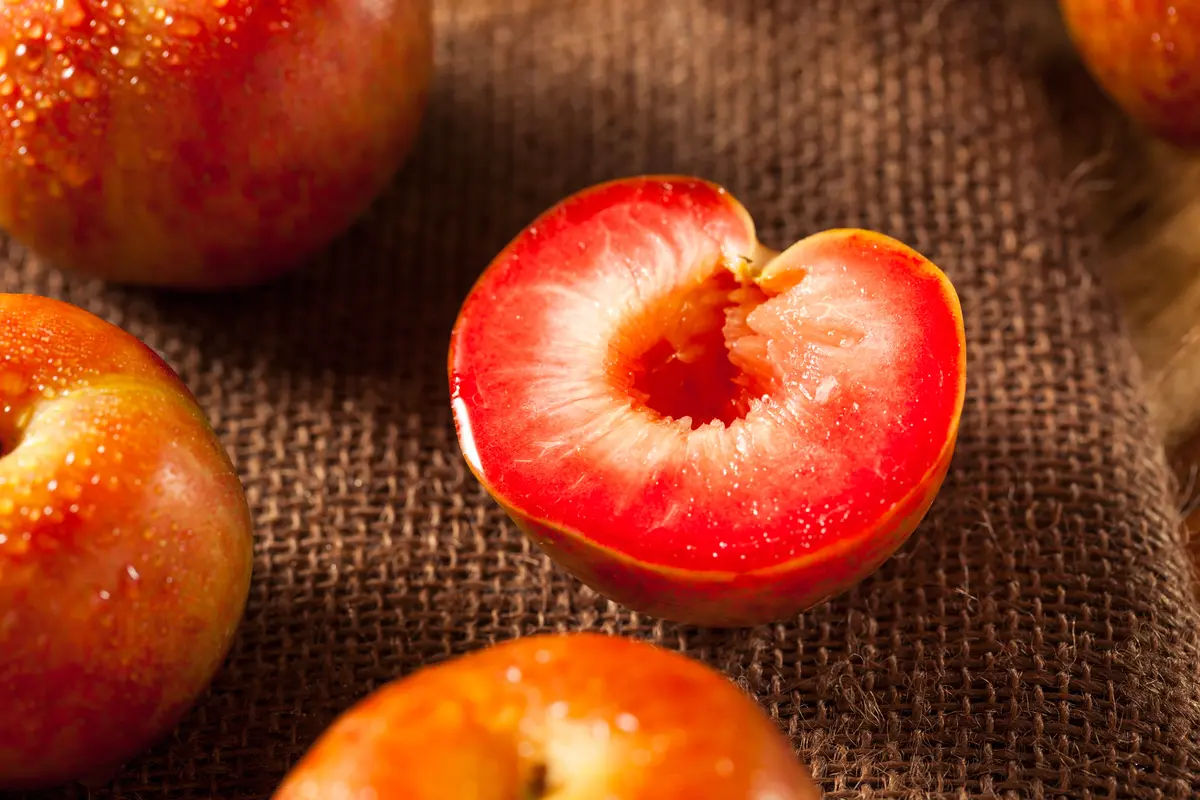 Flavor Supreme Pluot Tree Flavor Supreme Pluot Tree