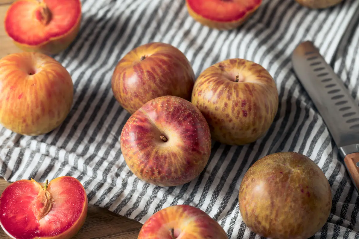 Dapple Dandy Pluot Tree Dapple Dandy Pluot Tree