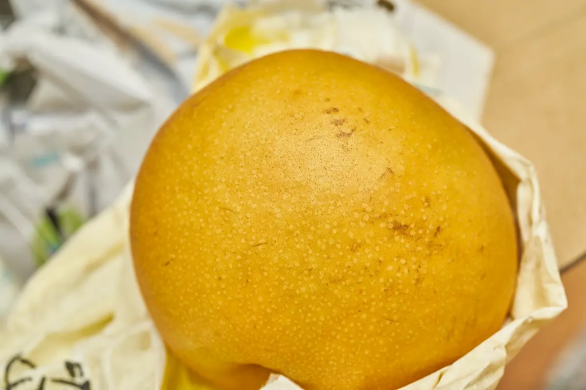 Korean Giant Asian Pear Korean Giant Asian Pear