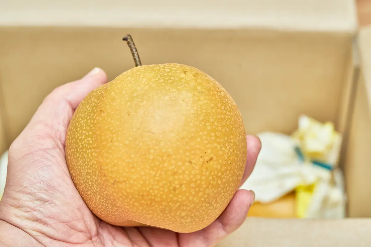 Korean Giant Asian Pear Korean Giant Asian Pear