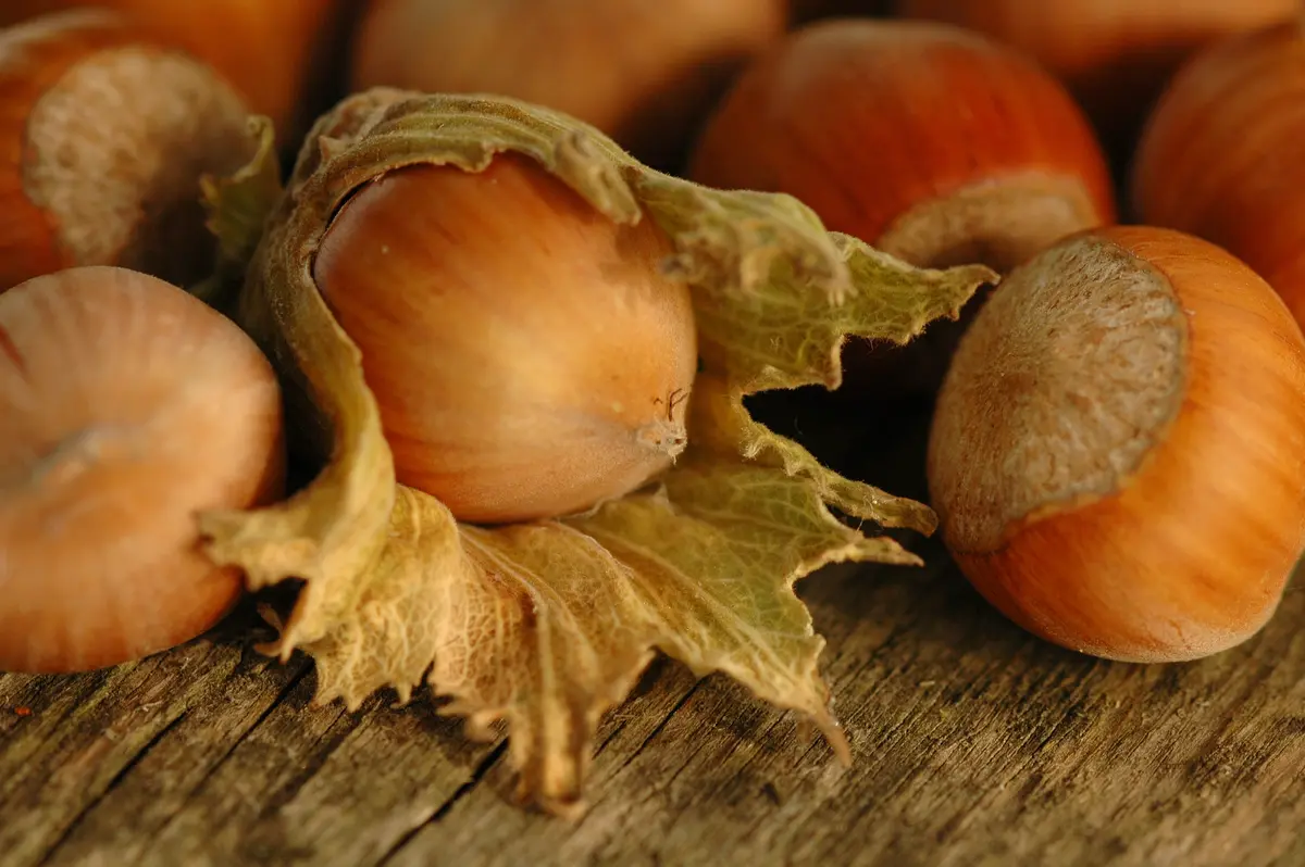 The Beast® Hazelnut Tree The Beast® Hazelnut Tree