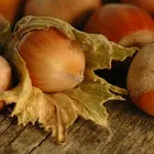 The Beast® Hazelnut Tree